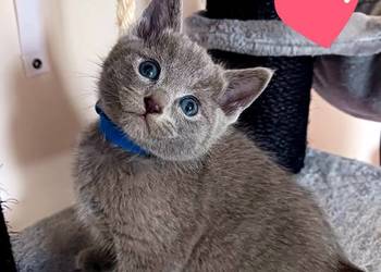 Rosyjskie niebieskie z rod 5 pok wstecz Bijou*pl