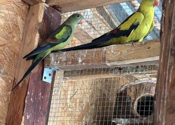 Papugi górskie para