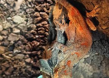 Gekon gargulcowy (Rhacodactylus auriculatus)