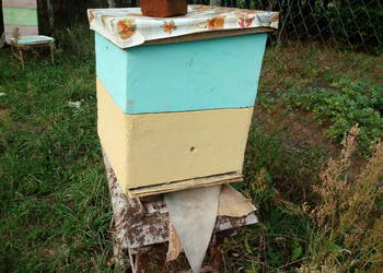 Ule pszczoly miodarke zakup