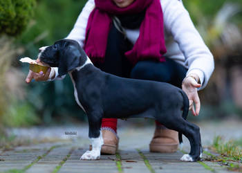 Dog niemiecki samiec plaszczowy 10 tyg rodowodowy