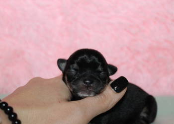 Chihuahua suczka ZKwP FCI! Prawdziwy rodowód