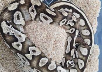 Dorosla samica pyton królewski mojava Orange dream