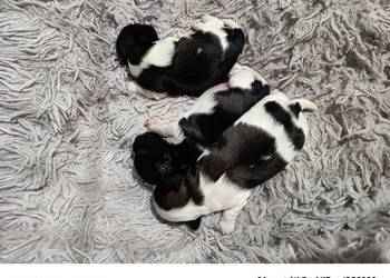 Suczka Shih-tzu