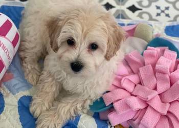 Maltipoo F1b