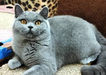 Piękny Waldi już do odbioru Rodowód Międzynarodowy