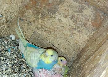 Sprzedam papugi faliste