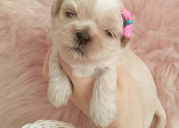 Piękna suczka rasy Shih-Tzu