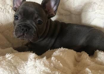 Buldog francuski buldogi niebieskie  blue