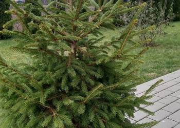 Sprzedam świerki w donicy.