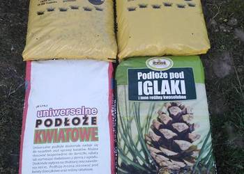 Kora Sosnowa sortowana Wrocław Dolnośląskie z dostawą