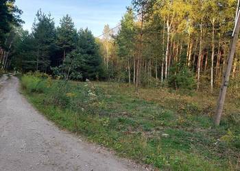 Działka rekreacyjna w lesie