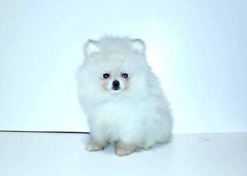 Pomeranian szpic miniaturowy FCI