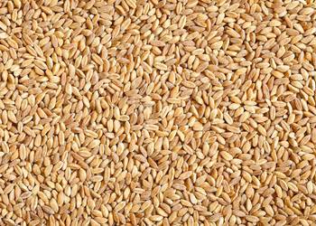 Ziarno pszenicy
