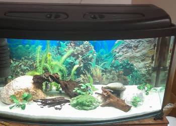 Akwarium Kompletne z rybami 100l