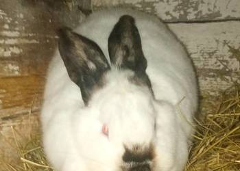 Króliki duży w wadze ok. 3kg samica