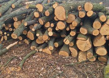 Drewno, drzewo opałowe JABŁOŃ DĄB