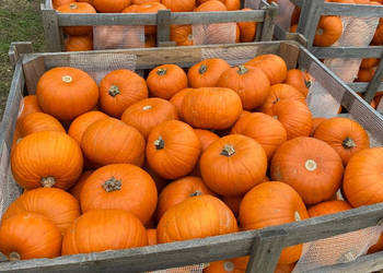 Dynia jadalna spitfire,racer haloween Dynia jadalna spitfire,racer haloween