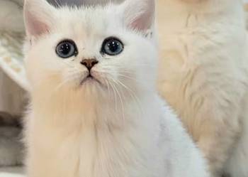 . Brytyjskie  srebrne,  srebrne pointy