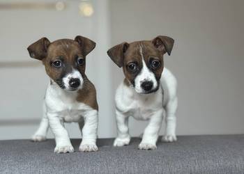 Jack Russell Terrier - piesek ;)