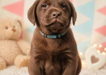 Labrador Retriever Czekoladka wspaniałej budowy po ojcu pochodzenia FCI