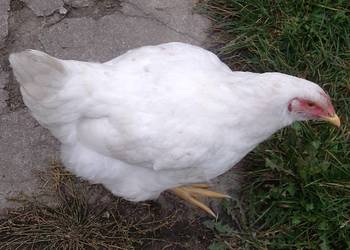 Brojlery tuszki mięsne.