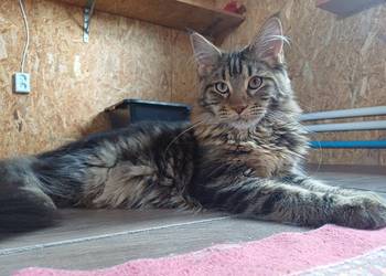 Maine Coon Kotka  w opcji hodowlanej Rodowód FPL