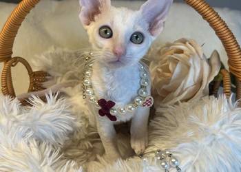 Cornish rex kotka dziewczynka cudowna do kochania Cornish rex kotka dziewczynka cudowna do kochania