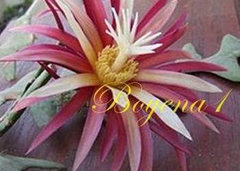 Epiphyllum - Cryptocereus Anthonyanus - RARYTAS --- KAKTUS