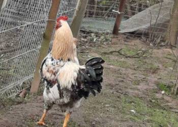 Koguty, kaczki i kaczory