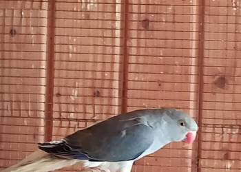 Aleksandretta G.O 25r.