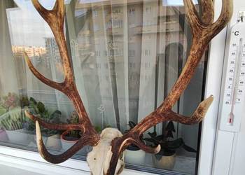 Duże poroże jelenia z czaszka do powieszenia dwunastak
