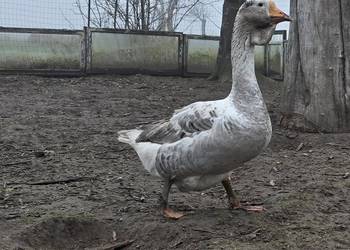 Gęsi chołmogory 2025