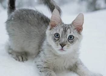 Słodki kocurek Maine Coon