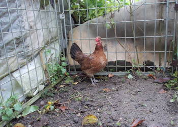 Kury liliputki czerwone - kura