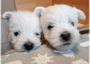West Highland White Terrier | ZKwP FCI