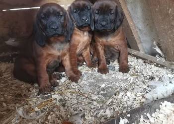 Posokowiec bawarski szczenięta