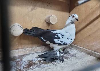 Gołębie widyn polski