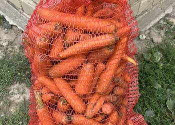 Marchew odpadowa-paszowa - Pakowane po 20kg - Możliwy transport - Cena za w