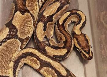 Pyton królewski, Samiec, Pastel