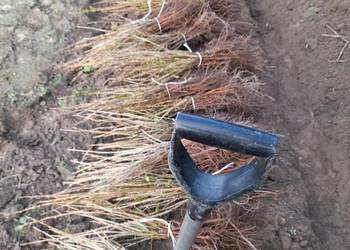 Sadzonka sztobry porzeczki czerwona czarne