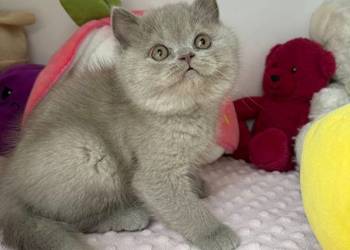 Piękny liliowy kocurek z legalnej hodowli Perła Południa