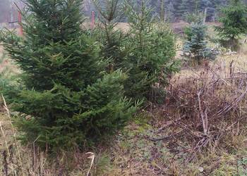 Choinki z własnej plantacji