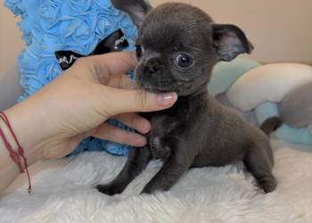 Chihuahua mini piesek krótkowłosy niebieski Blue badania DNA