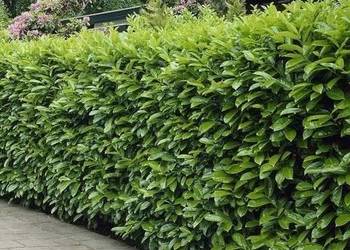 LAUROWIŚNIA WSCHODNIA NOVITA 20-30 CM MROZOODPORNA