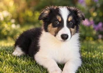 Suczka rasy Border Collie Tricolor