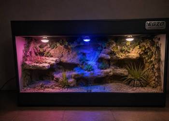 Terrarium dla gekona lamparciego agamy brodatej