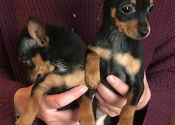 Pinczer miniaturowy szczeniaki pieski i suczki