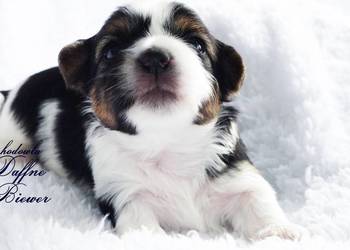 York Biewer Yorkshire Terrier