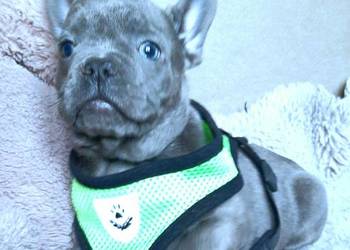 Buldogi francuskie szczenieta